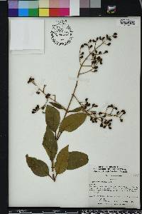 Ligustrum lucidum image