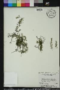 Ceratophyllum demersum image