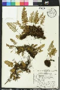 Pleopeltis polypodioides image