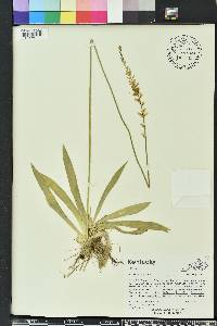 Aletris farinosa image