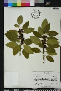 Ilex aquifolium image