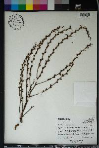 Epifagus virginiana image