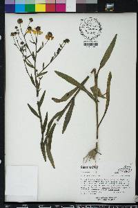 Helenium flexuosum image