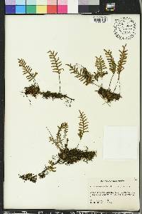 Pleopeltis polypodioides image