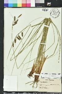 Carex glaucescens image