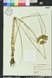 Cyperus pseudovegetus image