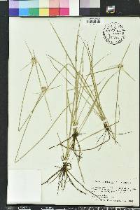 Rhynchospora colorata image