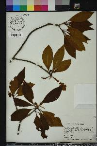 Illicium floridanum image