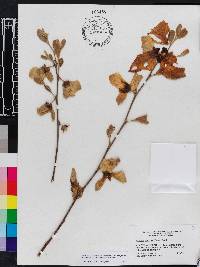 Asimina incana image