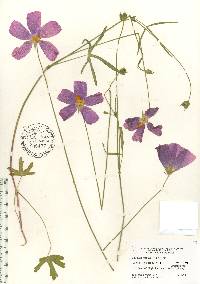 Callirhoe papaver image