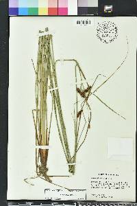 Carex glaucescens image