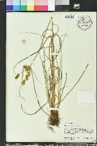 Cyperus ovatus image