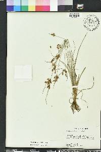 Fimbristylis dichotoma image