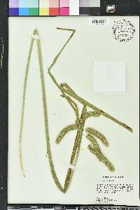 Carex comosa image