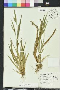 Carex glaucodea image