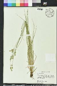 Carex hyalina image