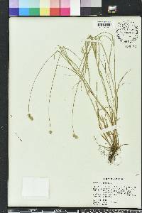 Carex hyalina image