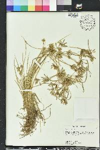 Cyperus compressus image