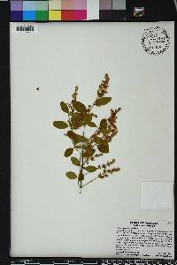 Ligustrum sinense image