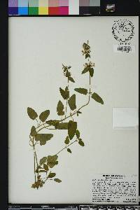 Stachys floridana image