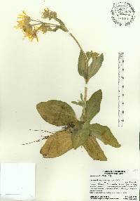 Arnica acaulis image