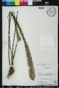 Liatris elegans image