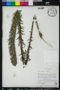 Liatris elegans image