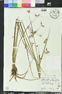 Rhynchospora inundata image