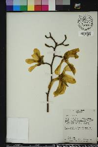 Magnolia kobus image
