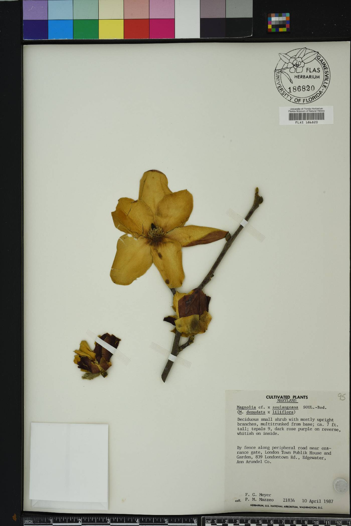 Magnolia x soulangeana image