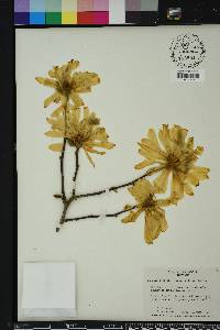 Magnolia stellata image