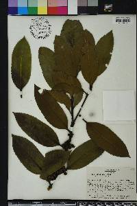 Ilex latifolia image