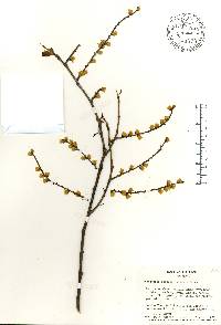 Stachyurus praecox image