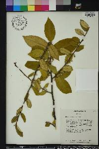 Elaeagnus pungens image