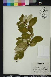 Elaeagnus pungens image