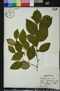 Ilex ambigua image