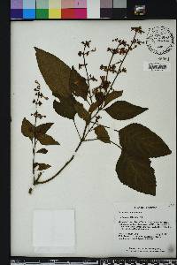 Plectranthus galeatus image