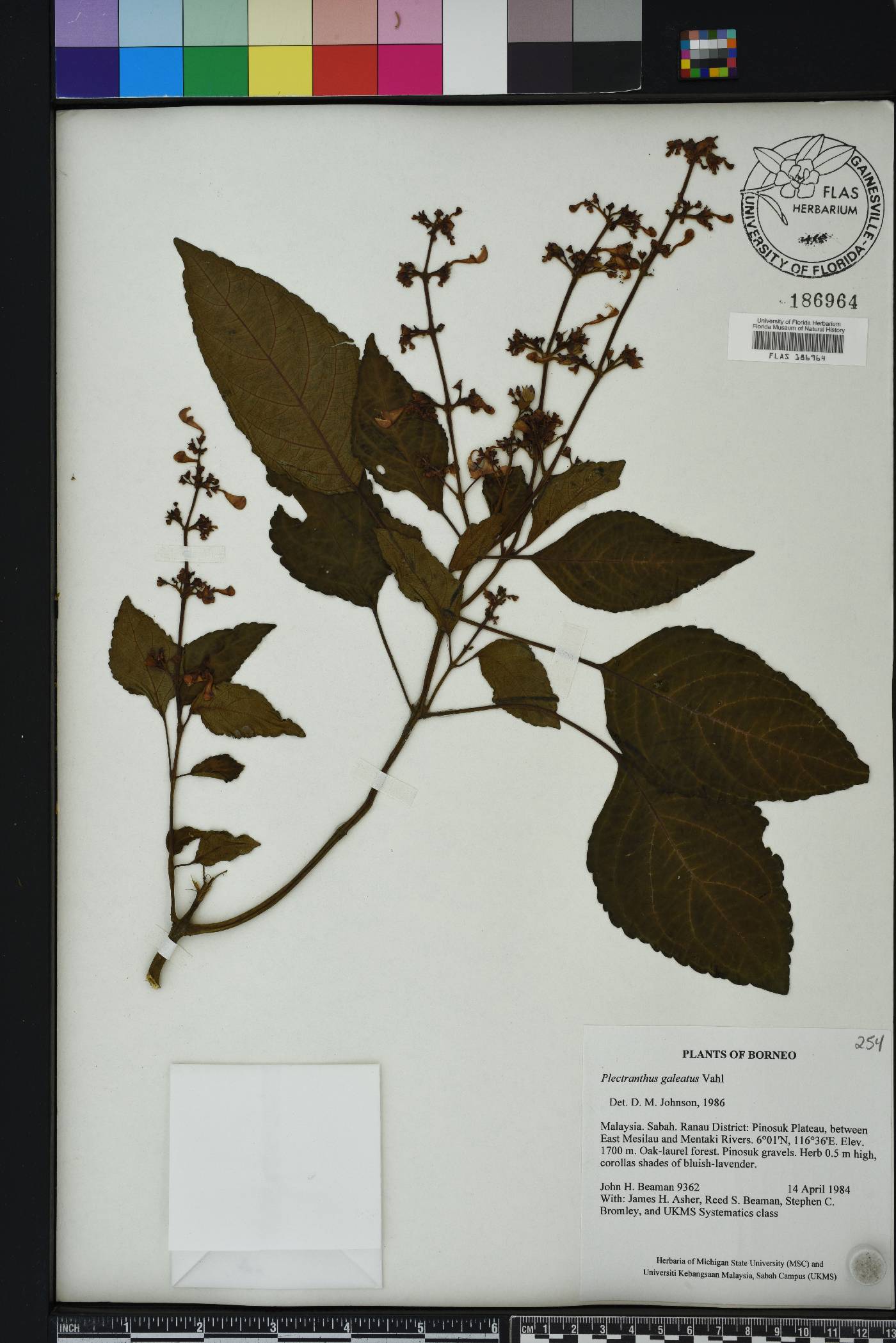 Plectranthus galeatus image
