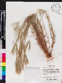 Gymnopogon foliosus image