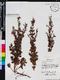 Media resource of Fritzschia lanceiflora
