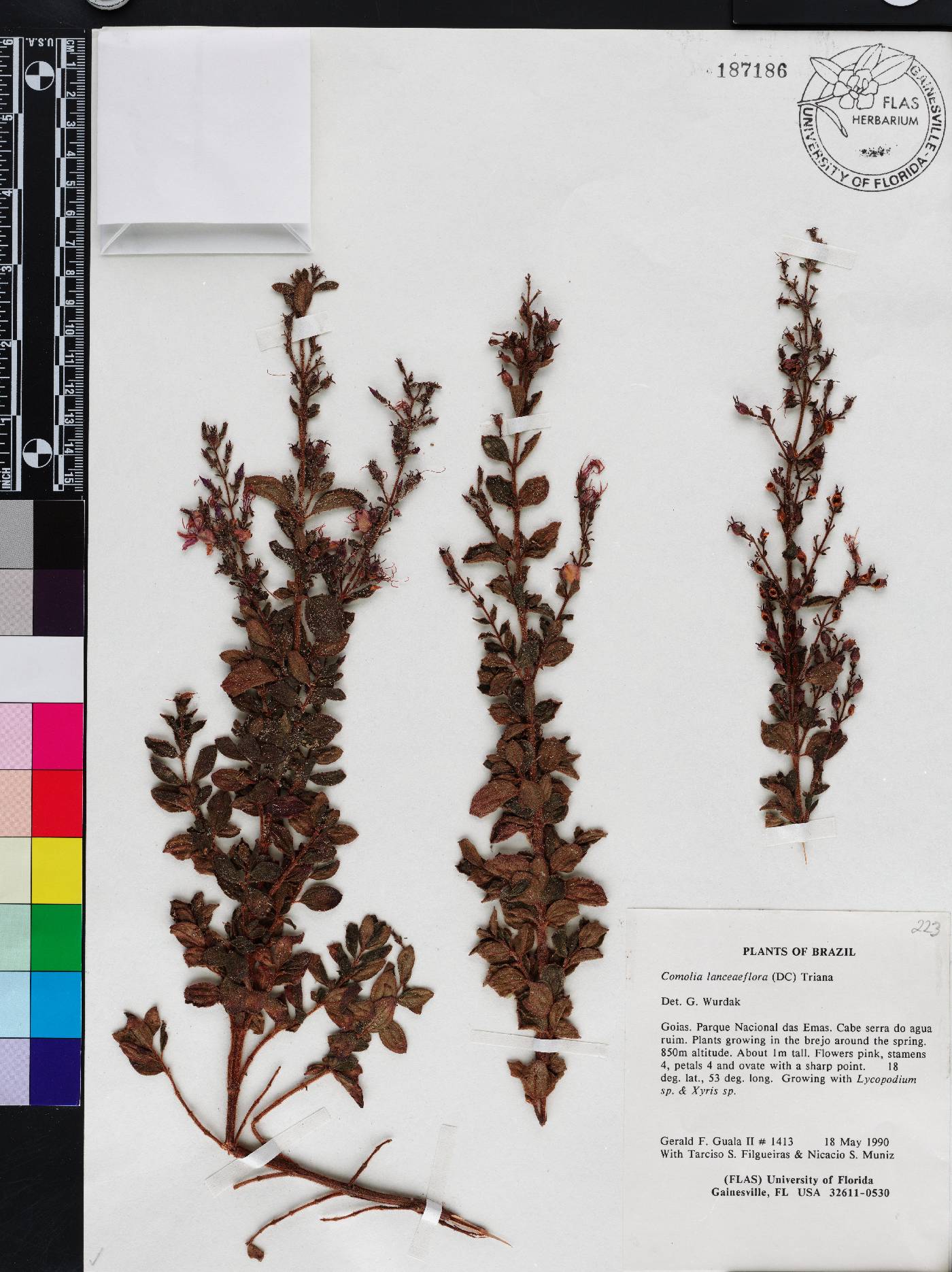 Fritzschia image