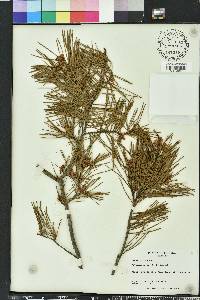 Pinus glabra image