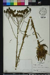 Polygala cymosa image