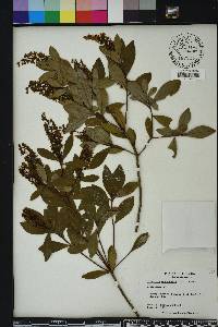 Cliftonia monophylla image