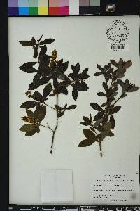 Cliftonia monophylla image