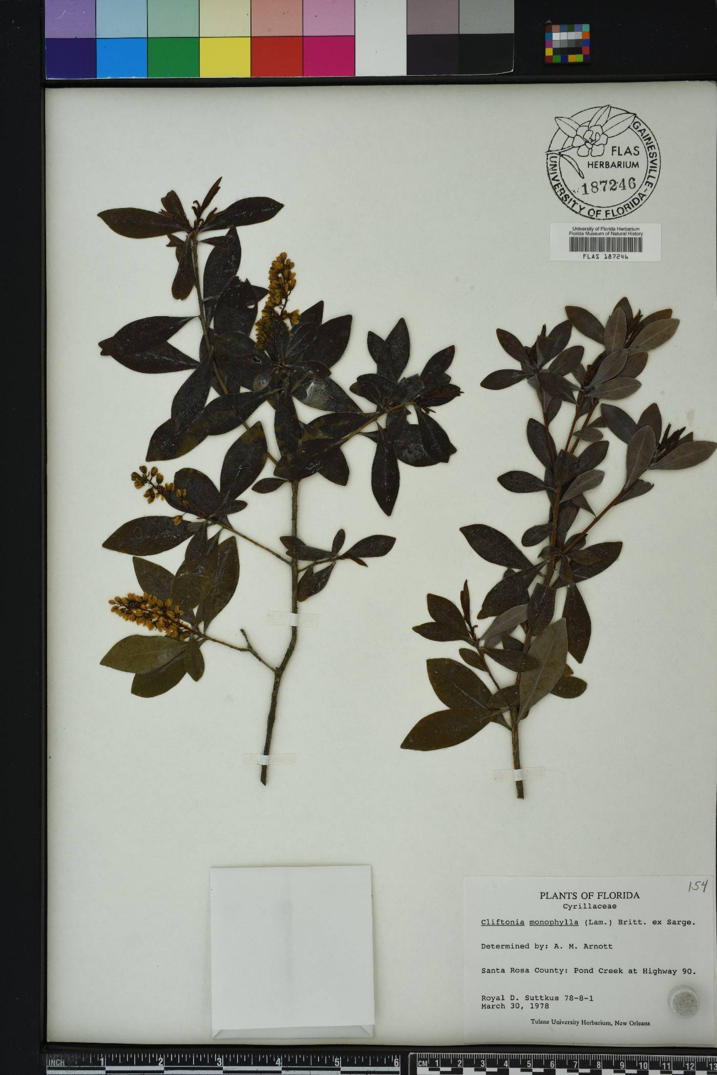 Cliftonia monophylla image