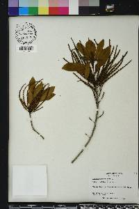 Cyrilla racemiflora image