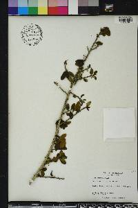 Ilex vomitoria image