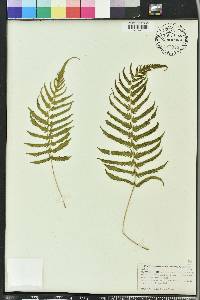 Thelypteris kunthii image