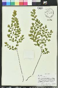 Adiantum capillus-veneris image